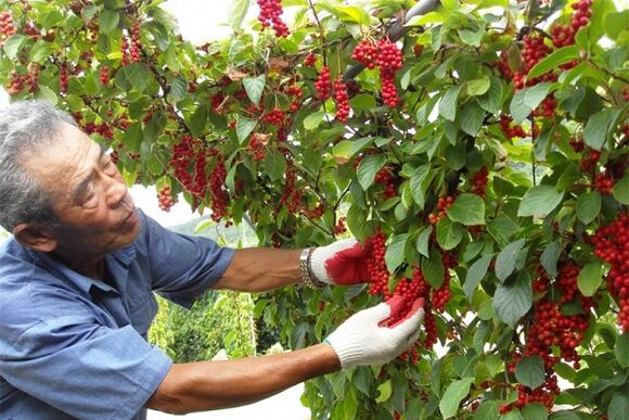 Spożywając chińskie jagody schisandra, mężczyzna wzmocni swoją potencję